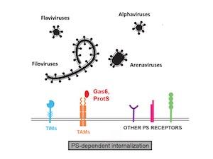 flavivirus, alphavirus, filovirus, and arenaviruses