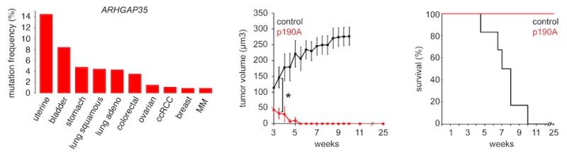 three graphs showing cell mutations in various parts of the body and tumor growth over week long periods