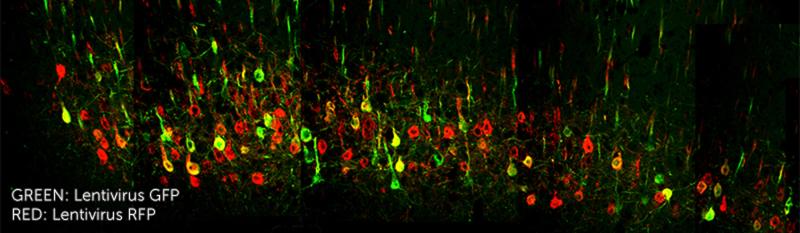 colored dots that represent lentivirus GFP (green) and Lentivirus RFP (red)