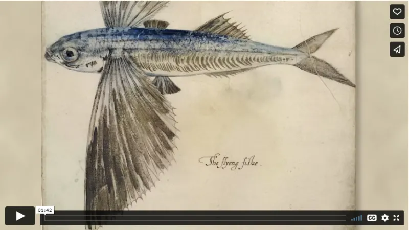 large thumbnail of a video embedded on HMS.