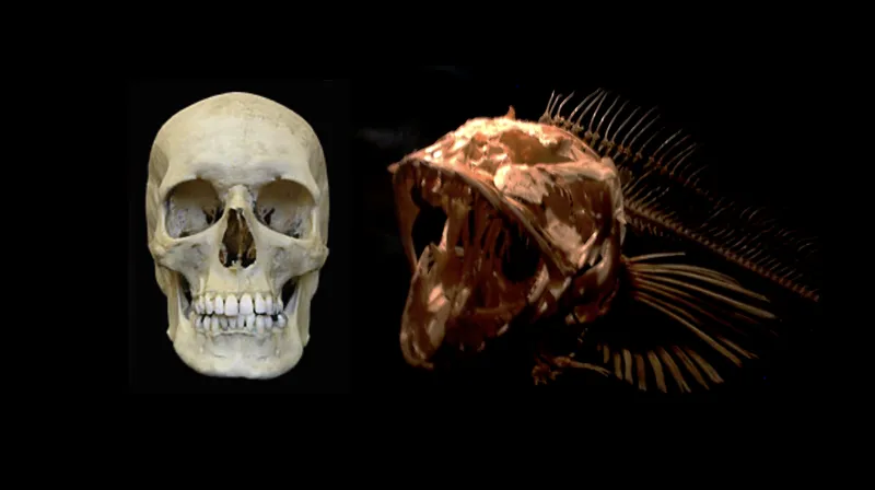 A human skull and a fish skull side by side. 