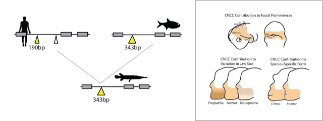 descriptive image of origins and proportions of the human jaw.