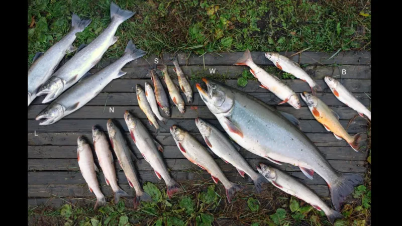 different sizes of fish laid out on the ground next to each other.