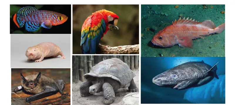different animals in a collage including a fish, a bat, a naked mole rat, a parrot, a tortoise, and a whale.  