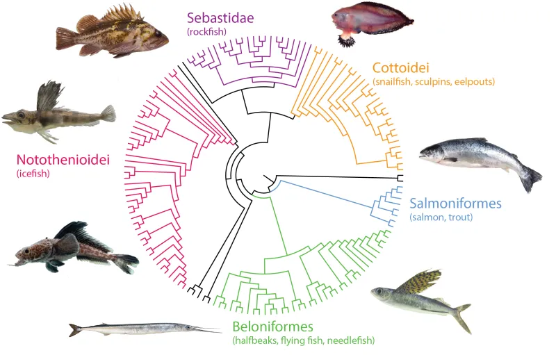 decorative image of fish phylomapping.