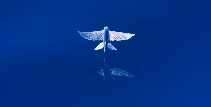 a flying fish.
