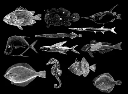x-rays of different types of fish.