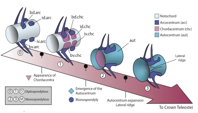 transition spine chart.