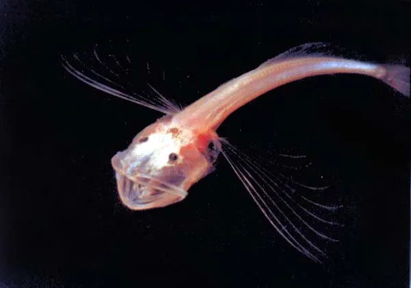 Lake Bikail Sculpin.