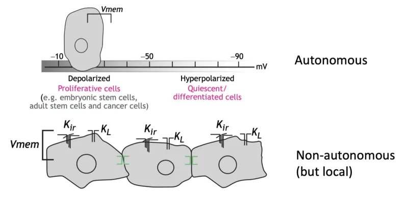 bioelectric signaling graphic that shows depolarized proliferative cells (e.g. embryonic stem cells, adult stem cells, and cancer cell)  and hyperpolarized cells quiescent/differentiated autonomous cells are different than non-autonomous but local.