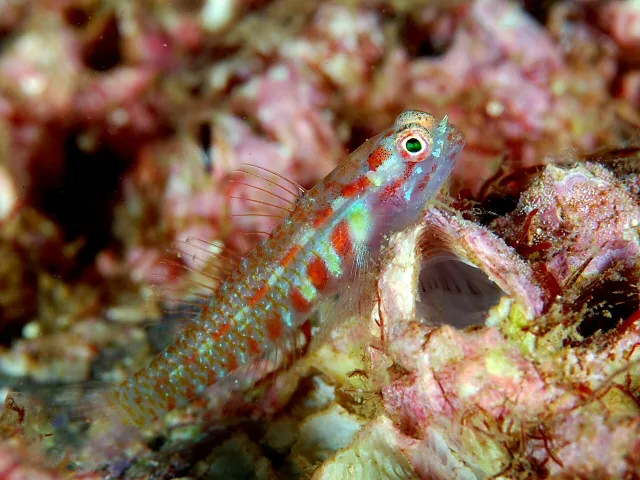 dwarf goby almost blending into a coral reef.