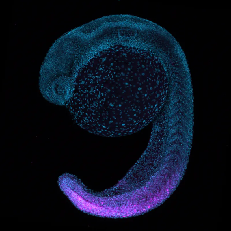 microscopic image of a fish embryo.
