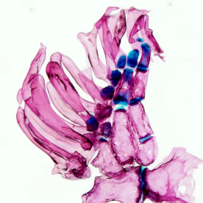 dyed fish fin skeleton.