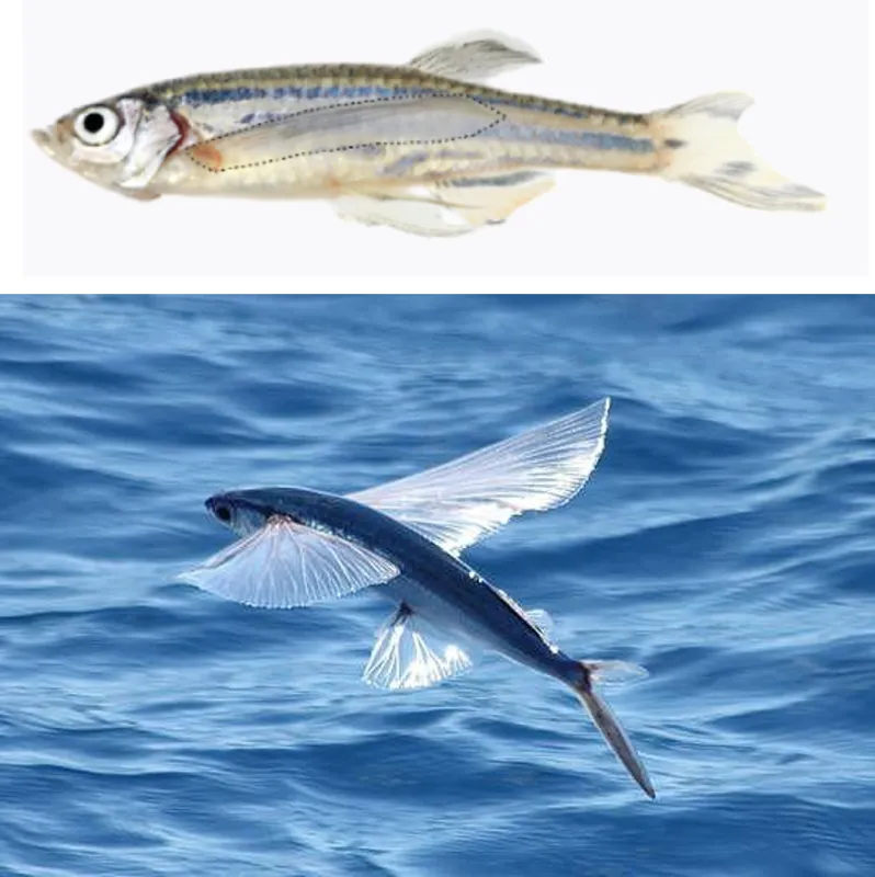 a flying fish side view and a flying fish with its wings spread over water.