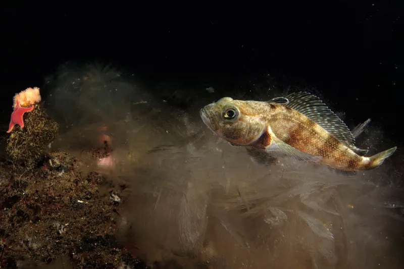 icefish in deep water.
