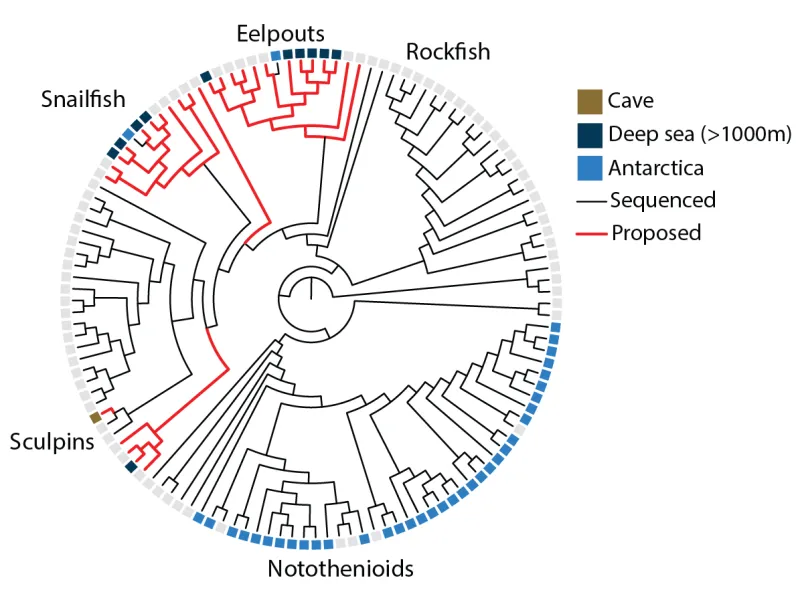 a circular chart showing evolution of cave, deep sea, antartica eelpouts, rockfish, nototheniods, sculpins, and snailfish and whether they're sequenced or proposed.