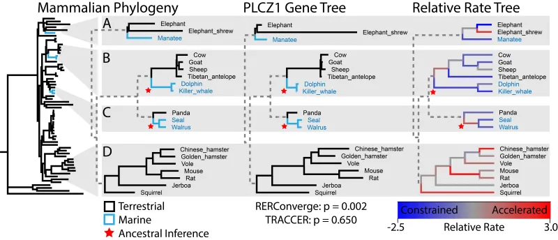 decorative image of a TRACCER example.