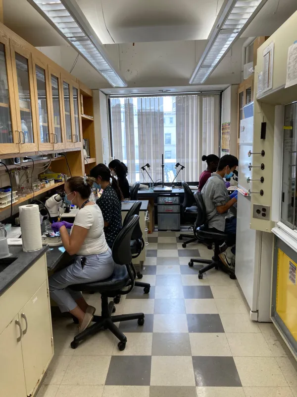 Interns in the Fishbone Lab sit at lab desks looking into microscopes.