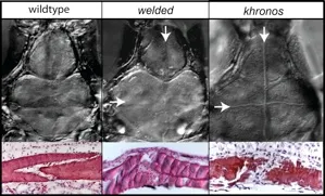 wildtype, welded and khronos suture development.