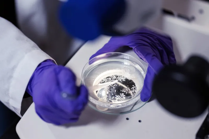 Gloved hands use a pipette to add dark material into a petri dish.