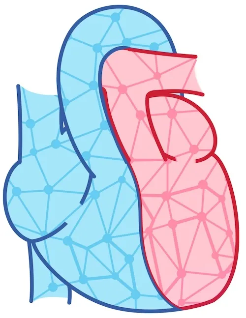 Illustration of heart