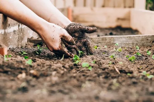 Two hands covered in dirt digging in garden