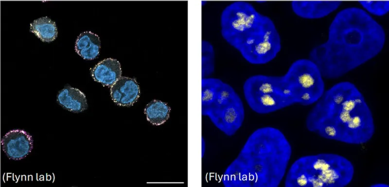 Two super resolution images of cells