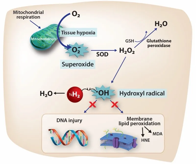 Diagram of H2 reactivity and outcomes