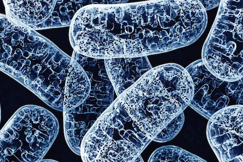 Mitochondria