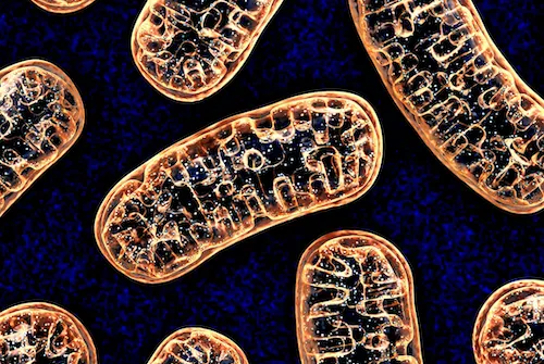 Mitochondria