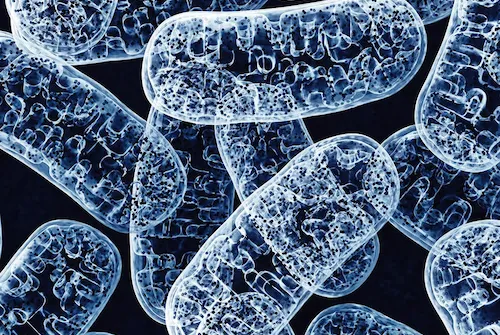 Mitochondria