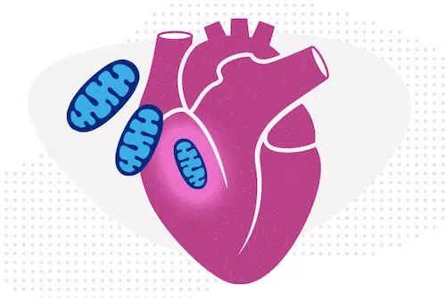 Mitochondria entering a heart