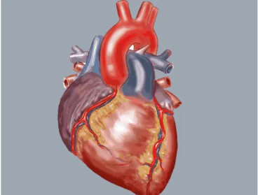 Heart organ