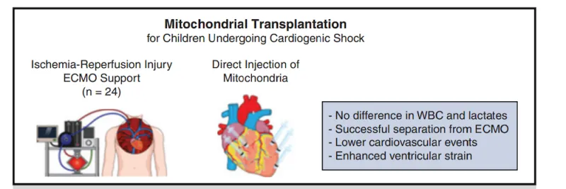 An illustration highlights the research behind a clinical trial for mitochondrial transplantation for children undergoing cardiogenic shock