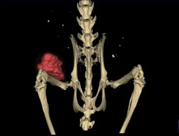 Lower half of human spine and hip bones