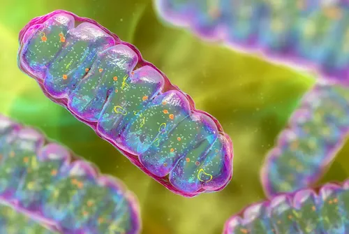 Mitochondria