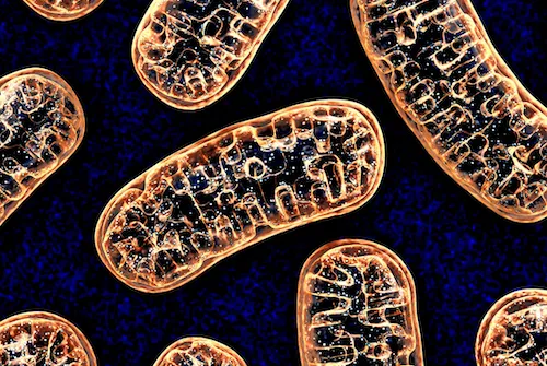 Mitochondria