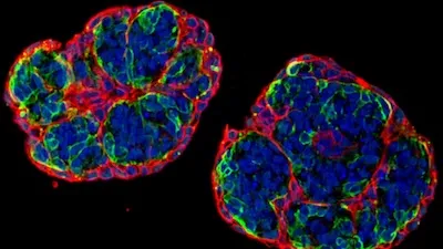 two vascular stem cells