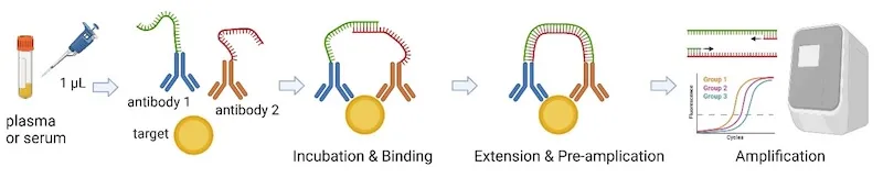 Schematic of Olink proximity extension assay for protein quantification. Plasma or serum is injected to antibody 1 and antibody 2 target leading to incubation and binding, extension and pre-amplification, and finally amplification.
