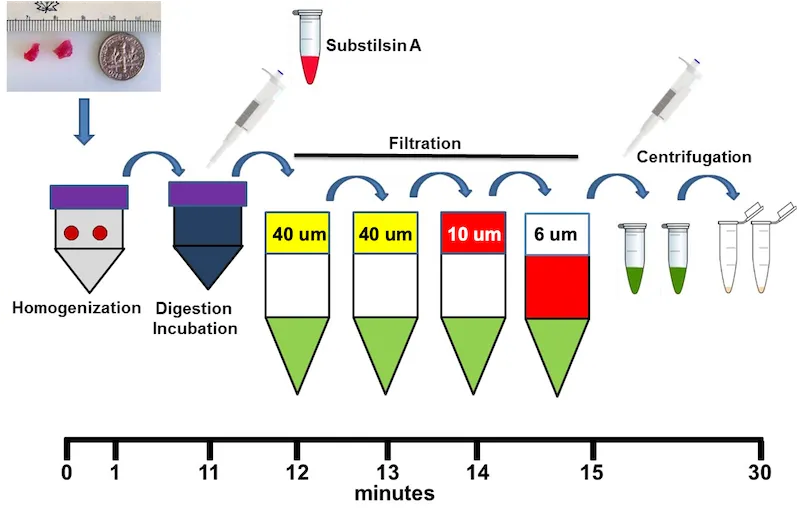 Schematic overview of the rapid isolation of mitochondria from tissue. A small tissue sample is homogenized, enzymatically treated with Subtilisin A, and sequentially filtered through 40-, 40-, 10-, and 6-µm filters to remove tissue debris. The filtrate is then centrifuged to collect the mitochondria. The complete isolation procedure is performed within approximately 30 minutes.