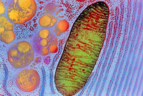 Mitocondria 