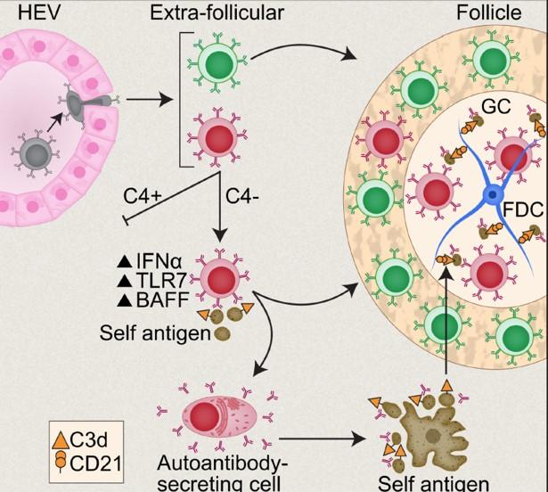 I microscopic drawing of immature self-reactive B cells that escape the bone marrow and enter the spleen are excluded from the follicles (“follicular exclusion”) and are eliminated.