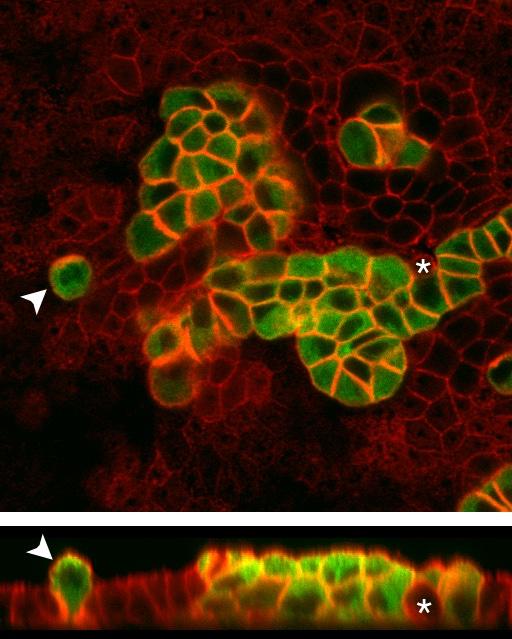 cell image