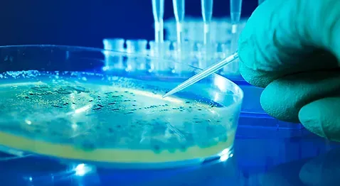 A gloved hand holds a stylus above a petri dish.