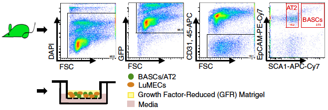 green mouse with a arrow pointing to four graphs of stem cell growth