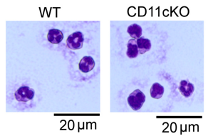 Yuki Lab Figure 3