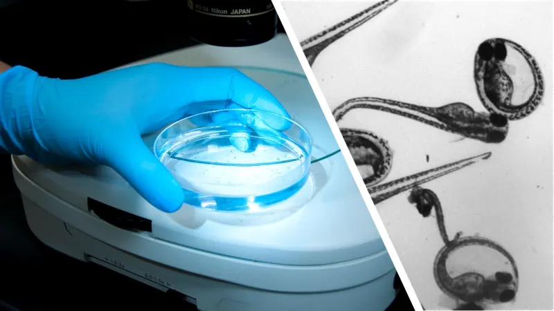 A blue glove holds a petri dish while the other half of the image shows a black and white close-up of microscopic cells.