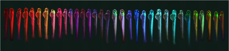 Zebrafish in rainbow colors