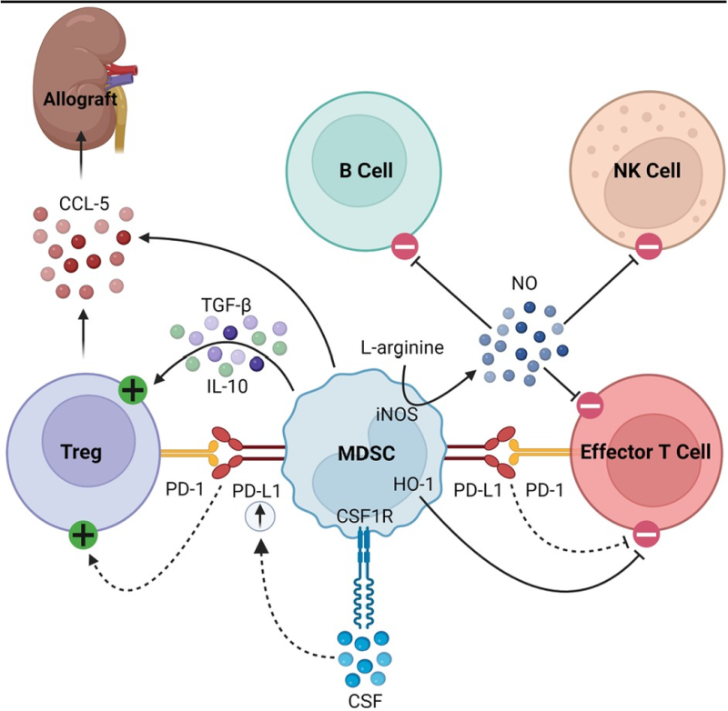 adjuvant conditioning aria description