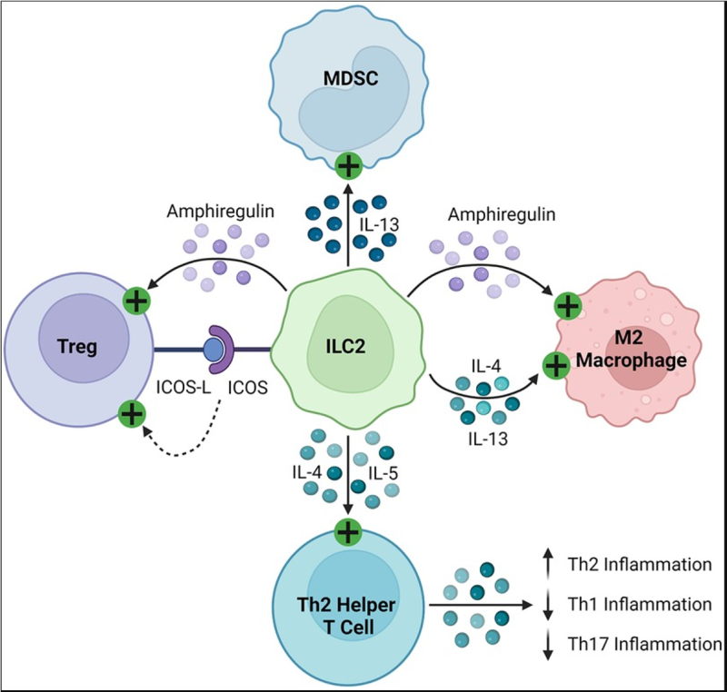 drawing of lymphoid cells and how they travel.